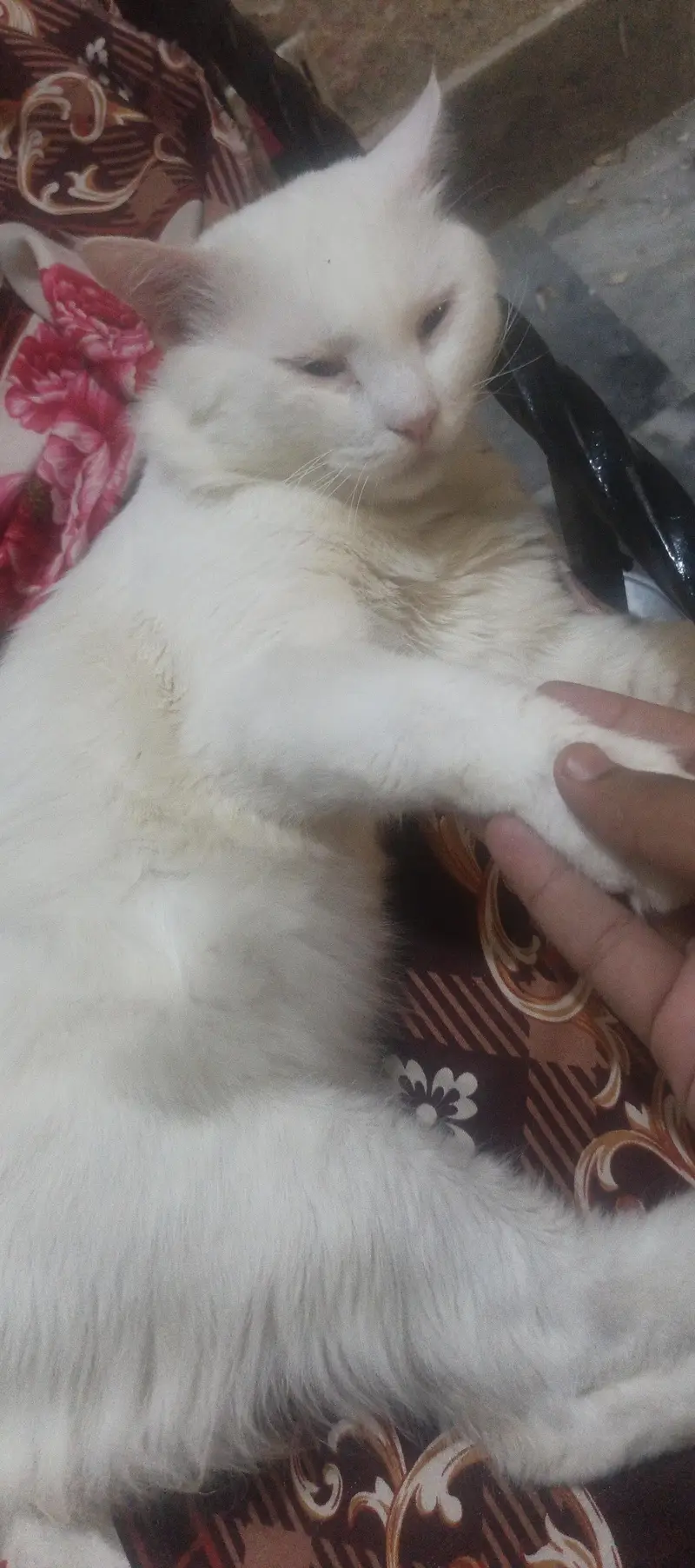 Persian Male Cat — photo 3