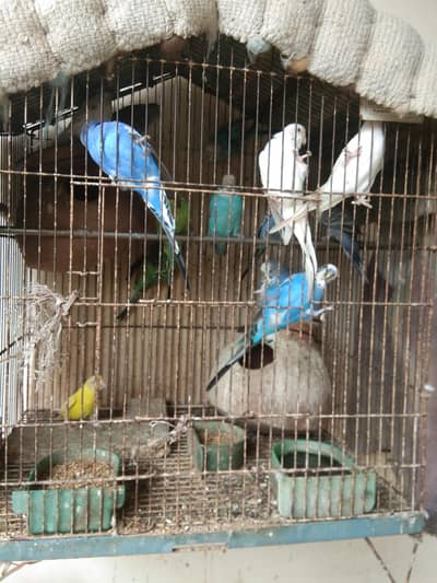 Australian birds For sale