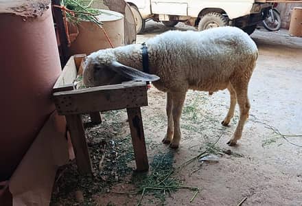 larkana male dumba