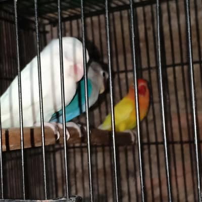 8 pic lovebirds mix for sale