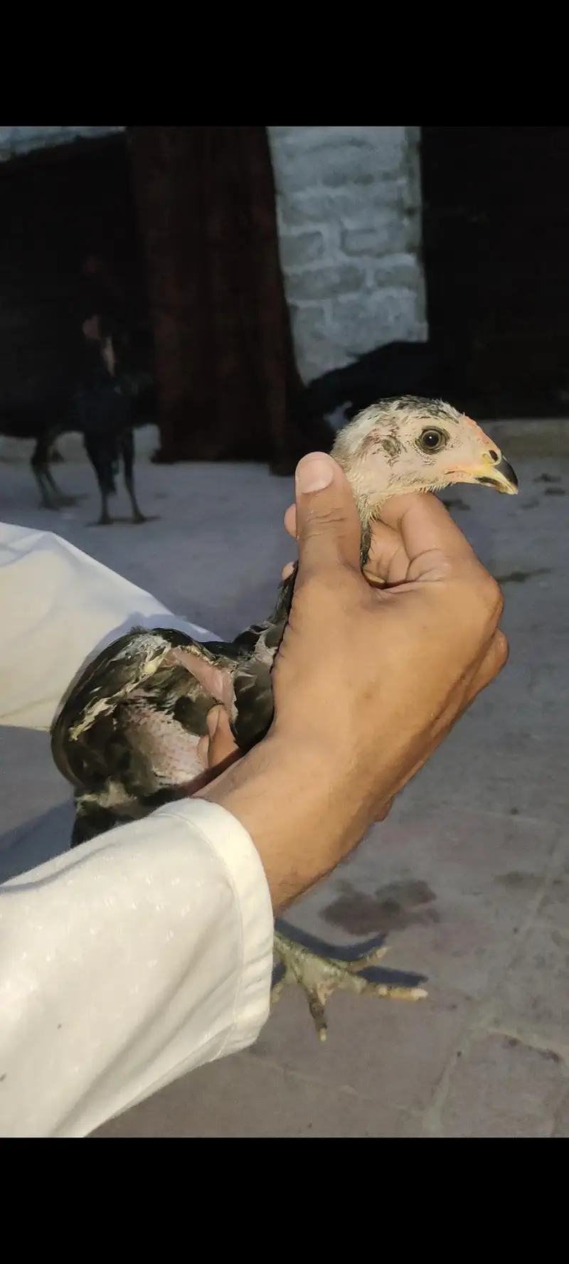 all birds for sale — photo 3