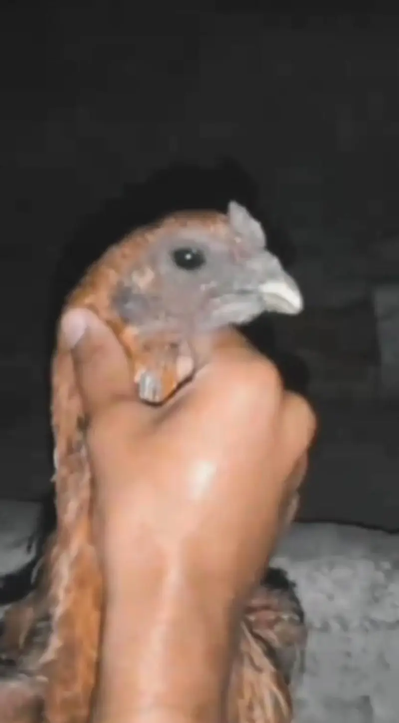 all birds for sale — photo 4