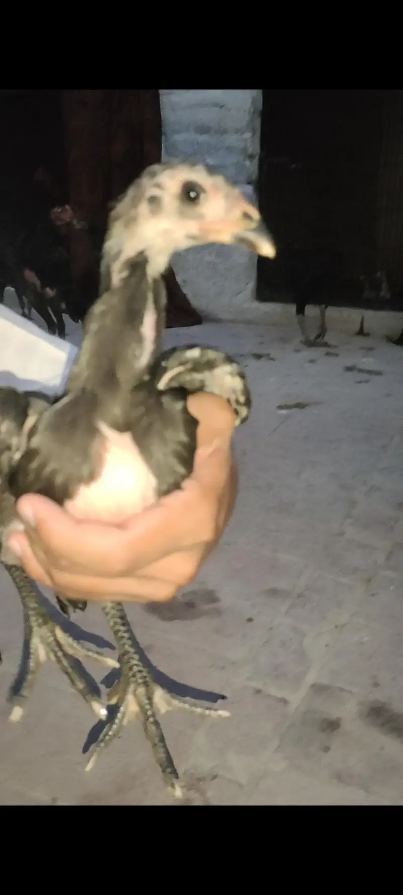 all birds for sale — photo 5