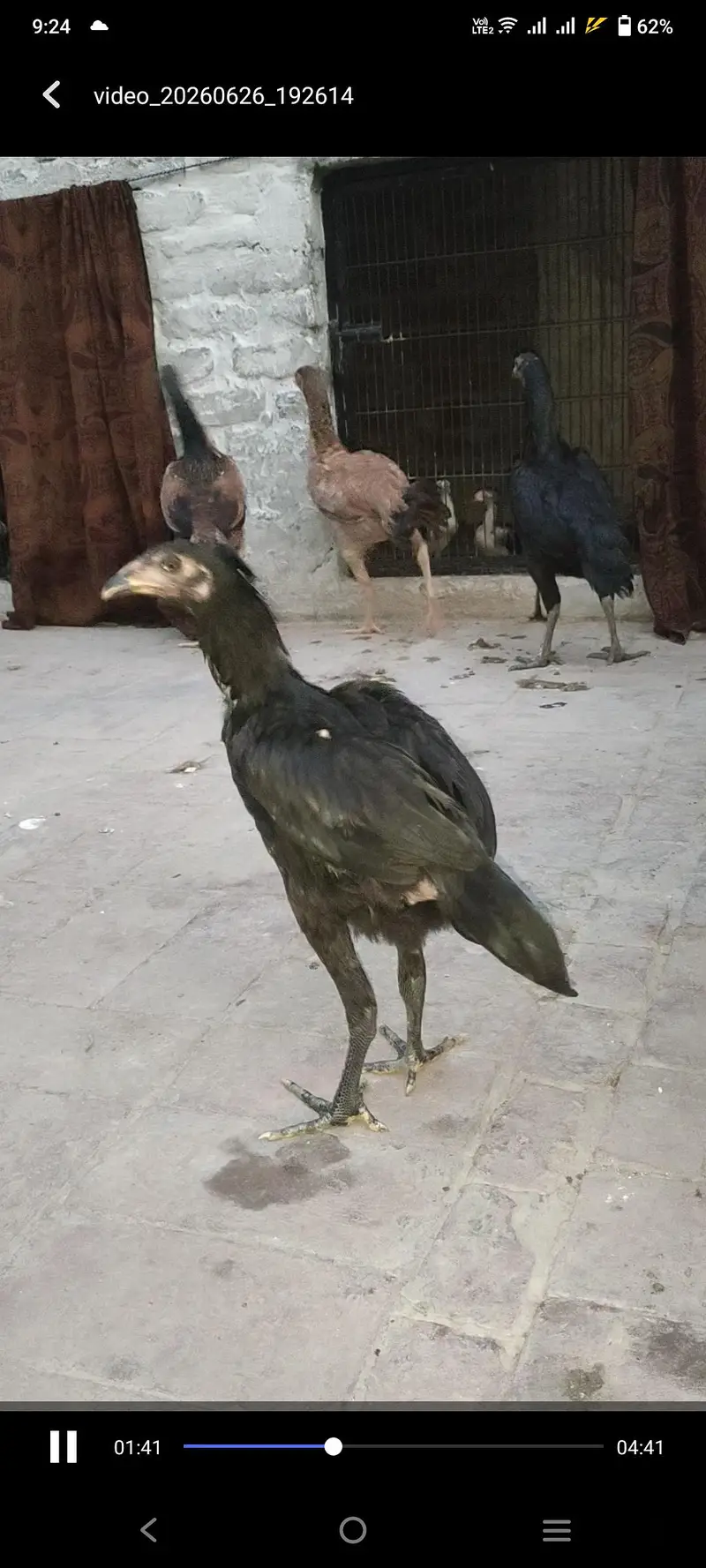 all birds for sale — photo 6