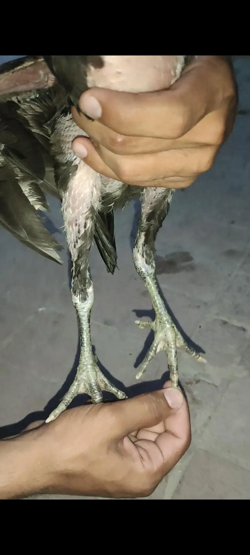 all birds for sale — photo 8