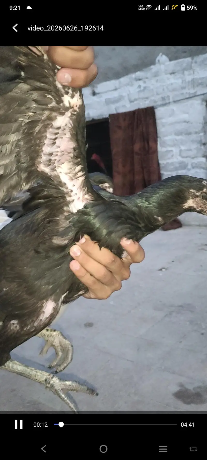 all birds for sale — photo 9