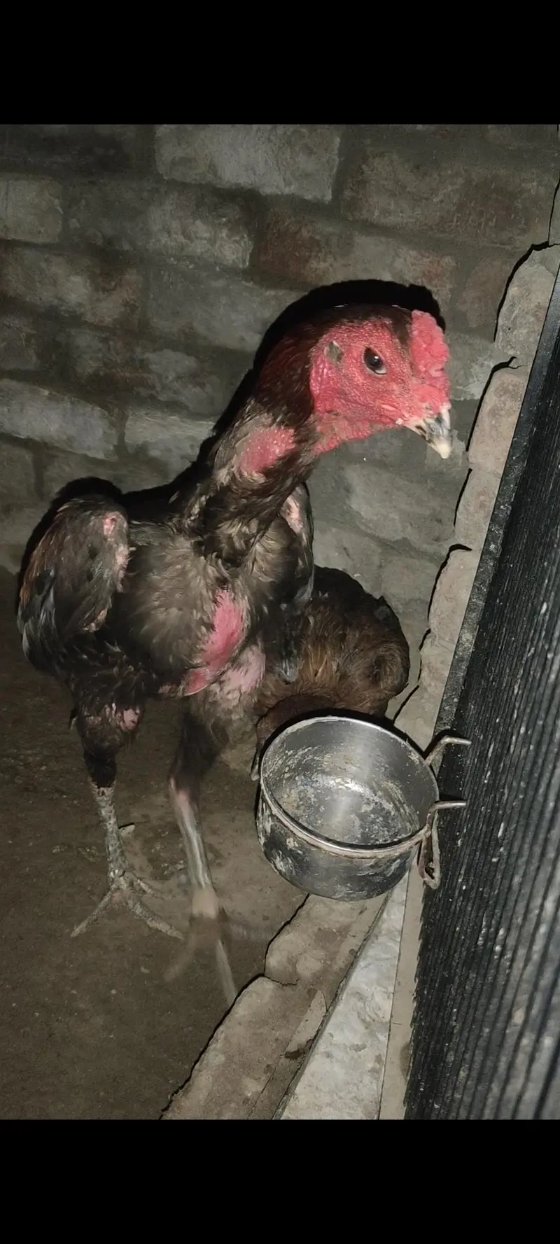 all birds for sale