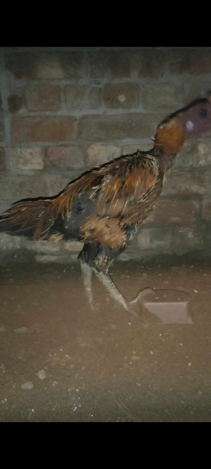 all birds for sale — photo 11