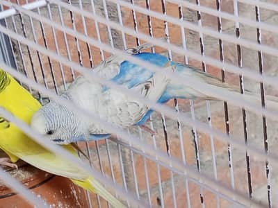 Australian parrot