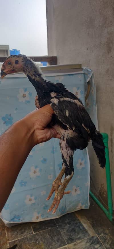 black king O shamo chiks 1.5month+ age