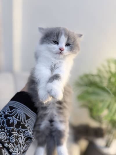 Grey white kitten