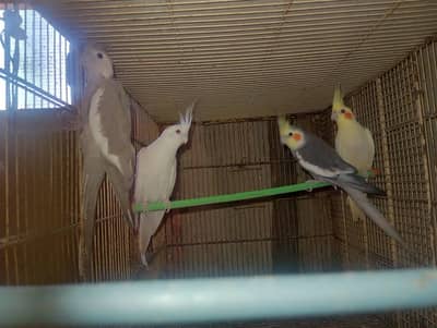cocktail breeder pair