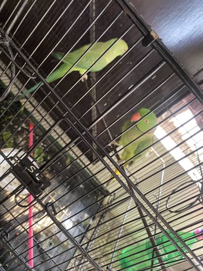 Parrots for sale pair