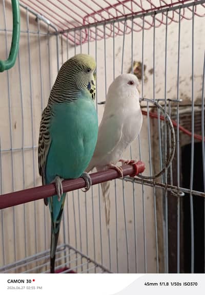king male rad eye female