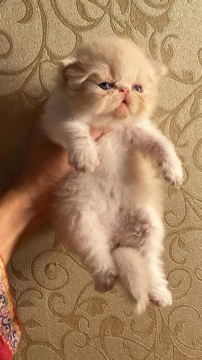 Pusrain kitten | Cat | kittens