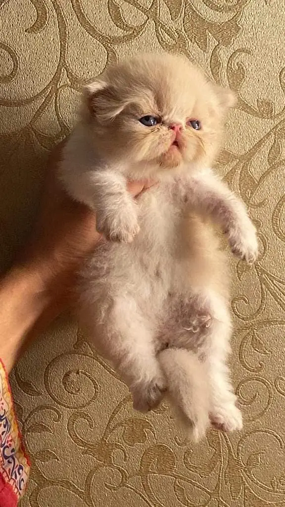 Pusrain kitten | Cat | kittens