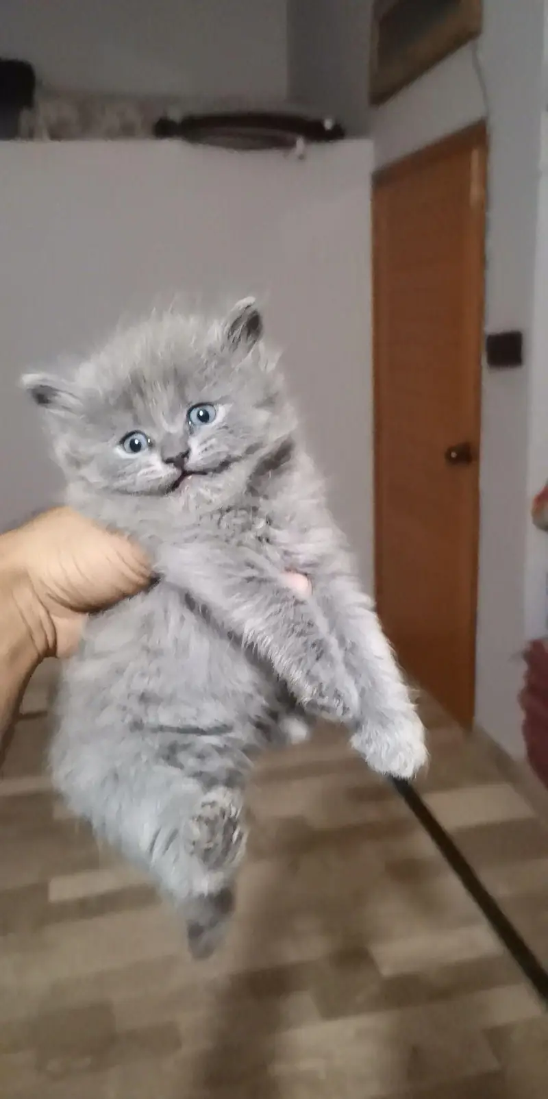 Pusrain kitten | Cat | kittens — photo 2