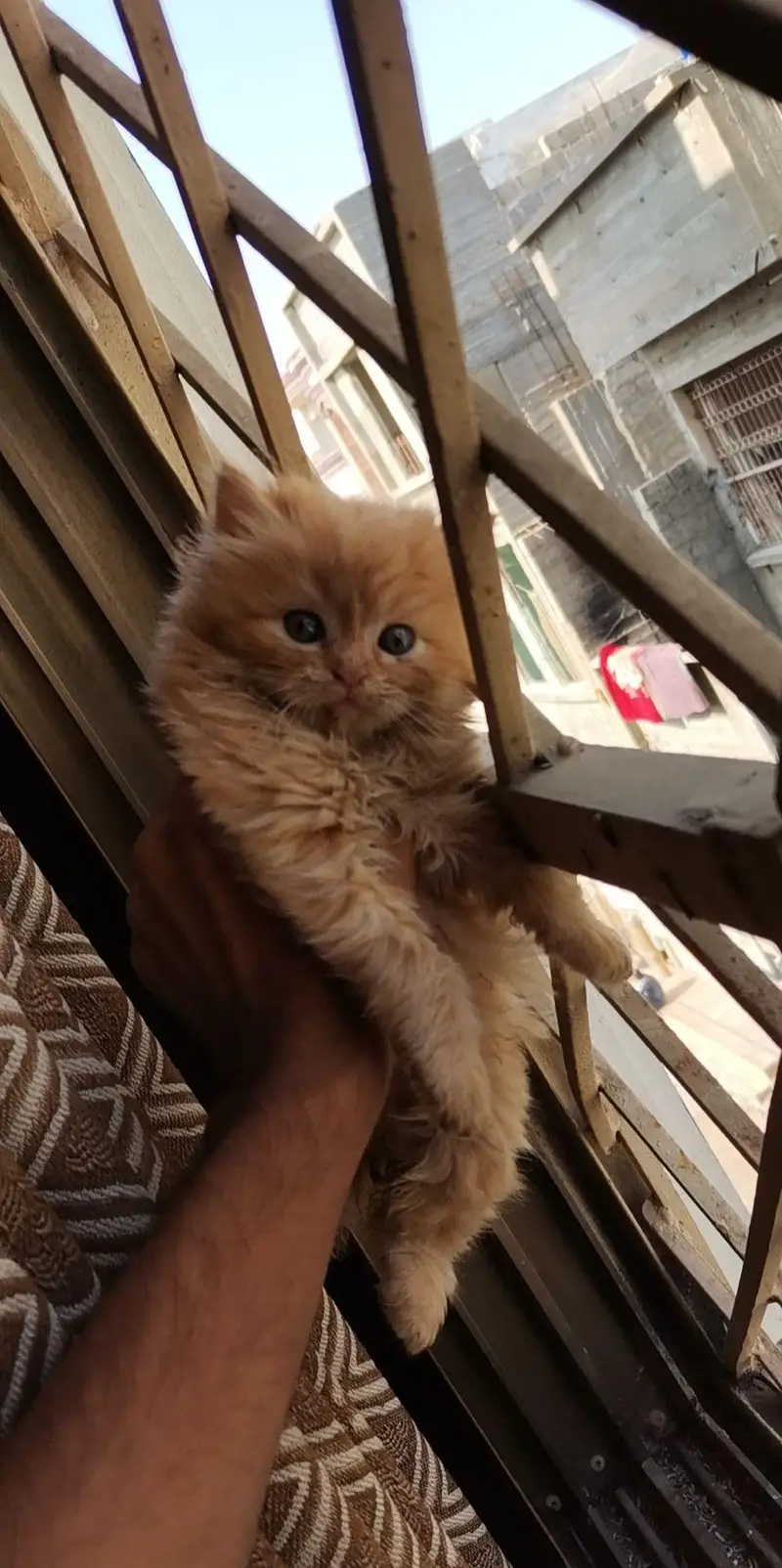 Pusrain kitten | Cat | kittens — photo 3