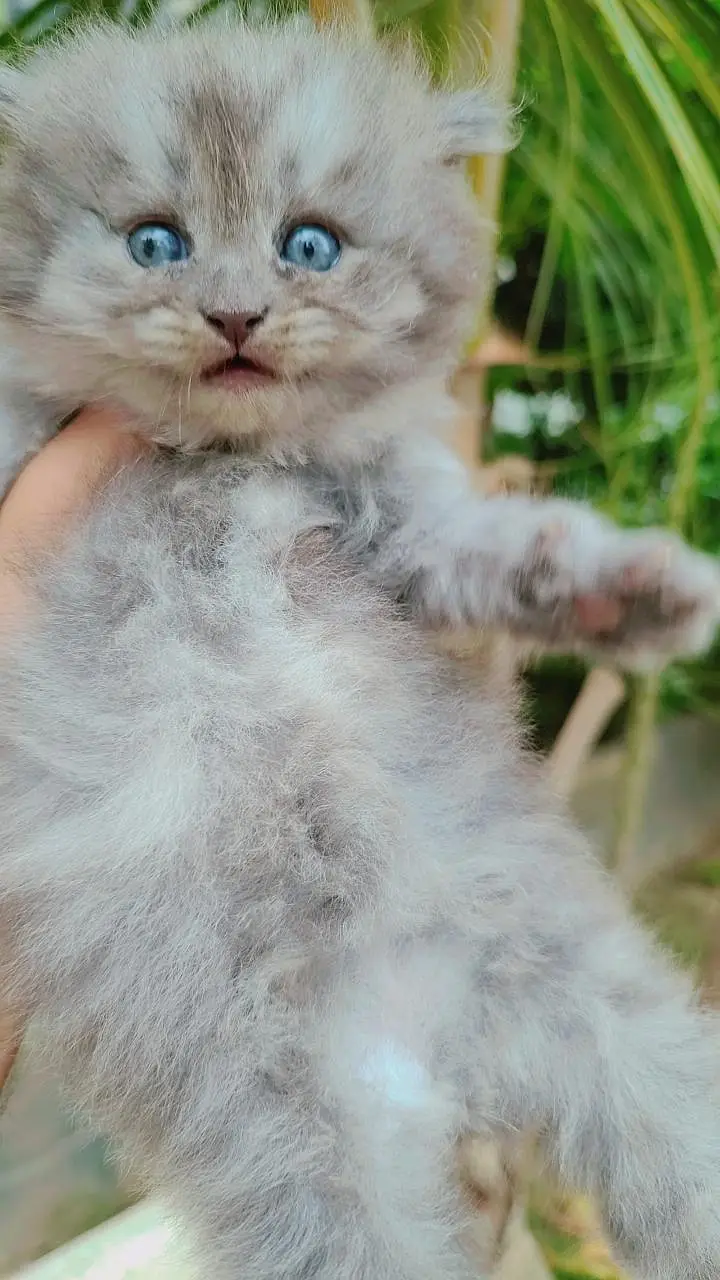 Pusrain kitten | Cat | kittens — photo 4