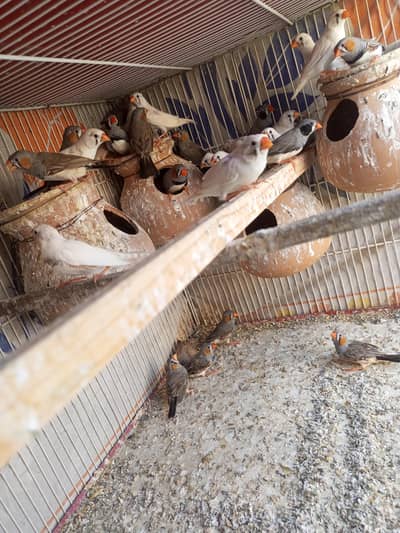 Finches for sale