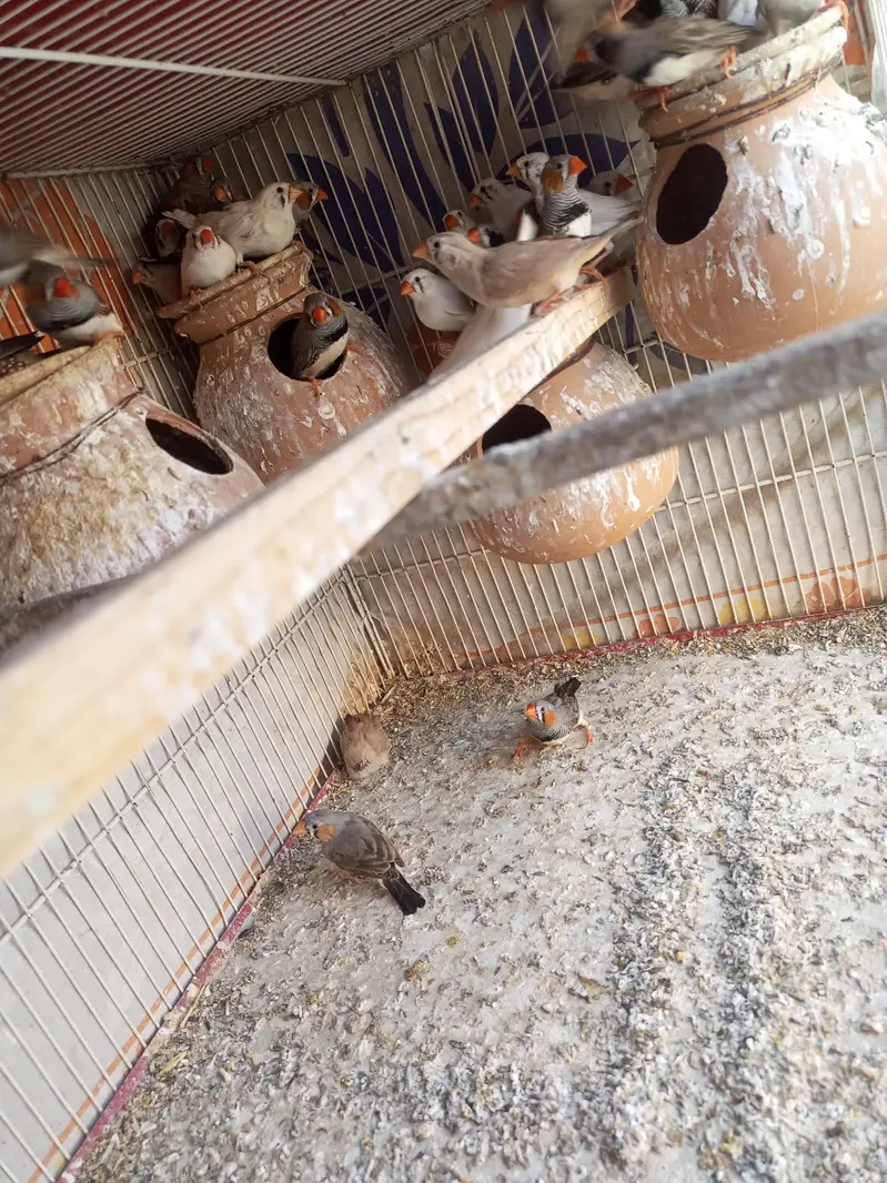 Finches for sale — photo 2