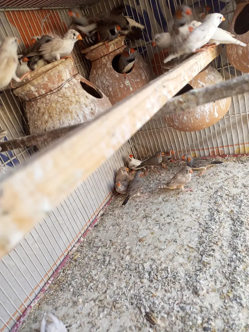 Finches for sale — photo 3