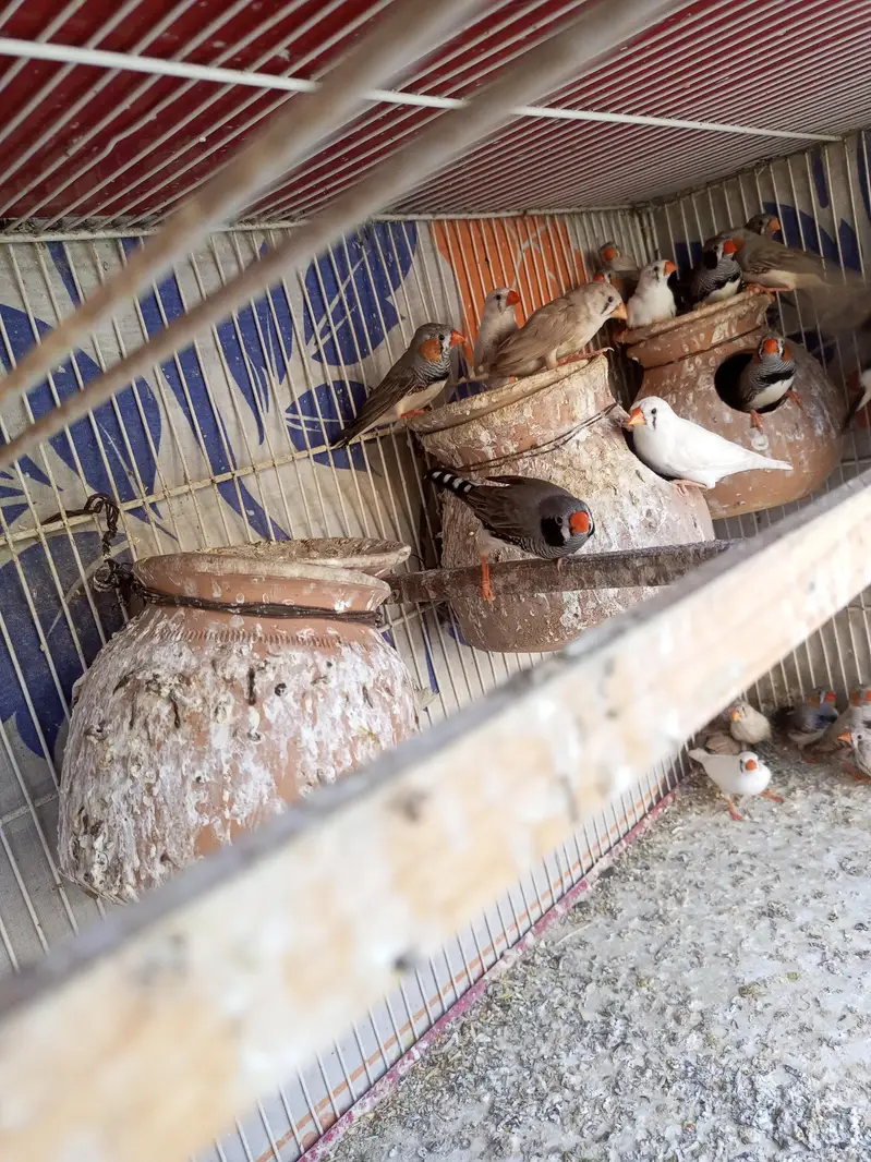 Finches for sale — photo 4