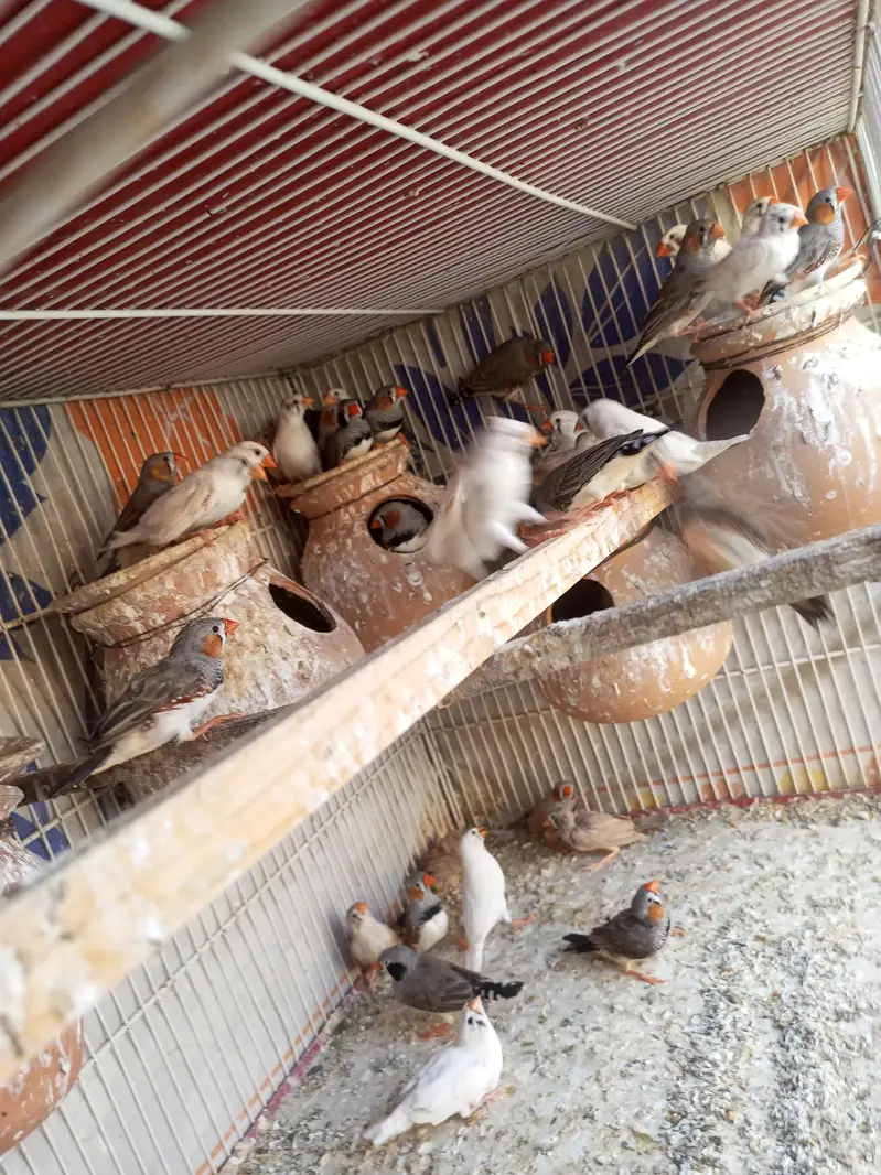 Finches for sale — photo 5