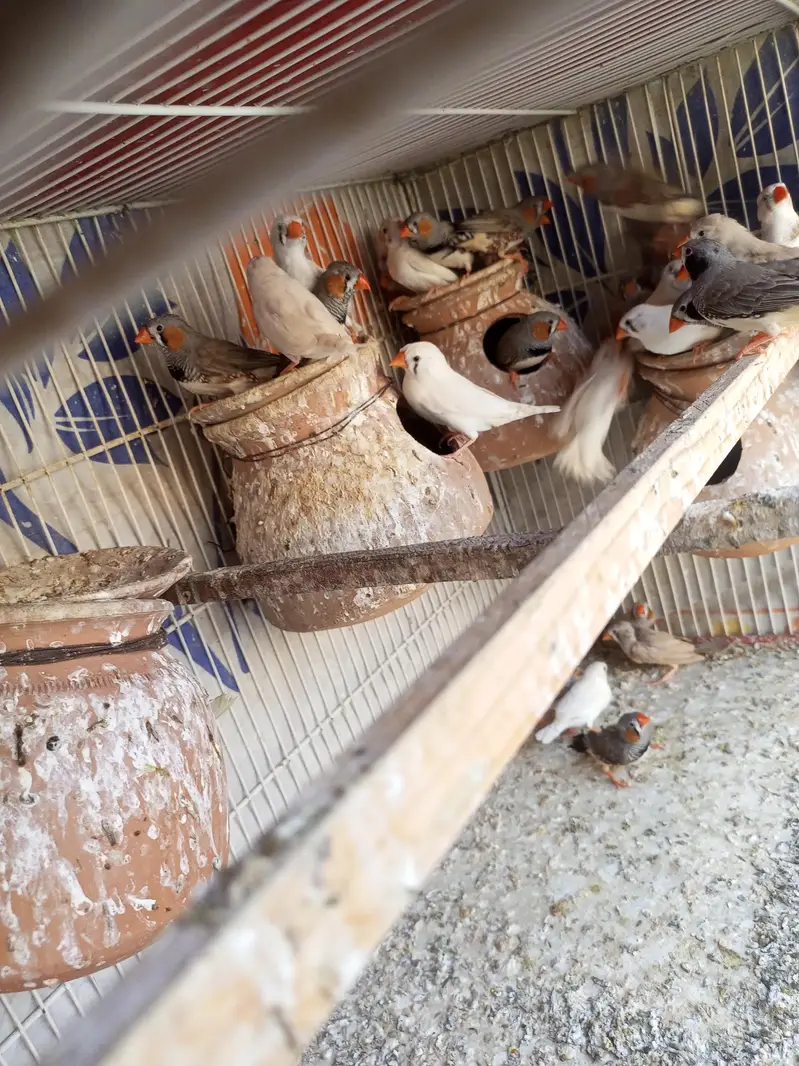 Finches for sale — photo 6