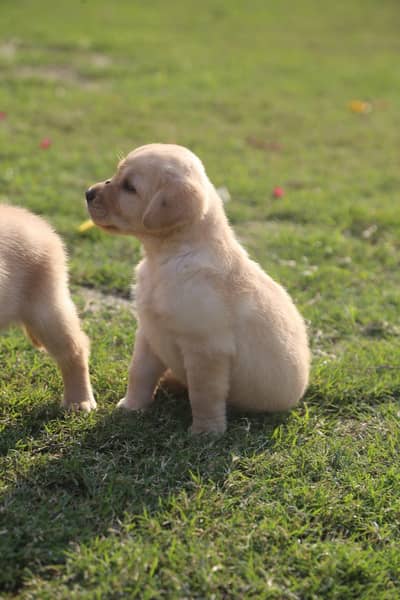 labrador female only  puppies imported bloodline