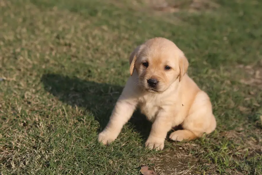 labrador female only  puppies imported bloodline — photo 2