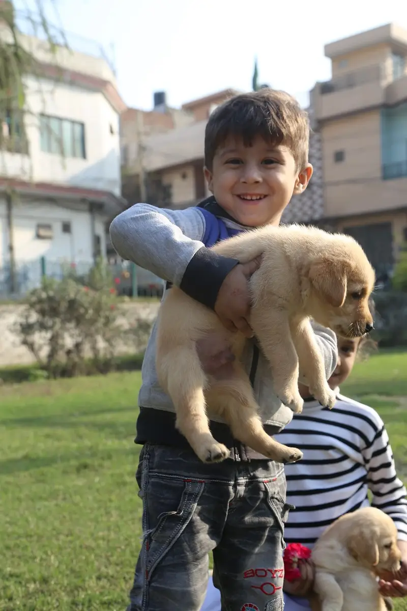 labrador female only  puppies imported bloodline — photo 3