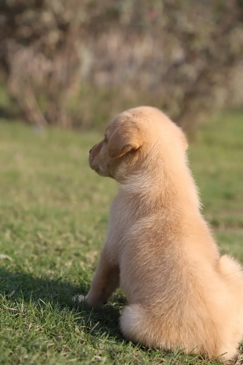 labrador female only  puppies imported bloodline — photo 4
