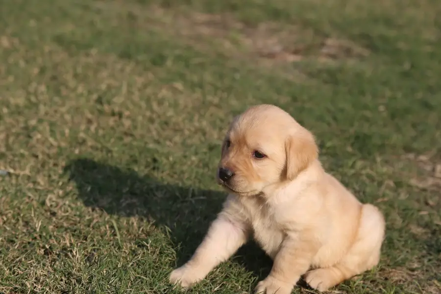 labrador female only  puppies imported bloodline — photo 5
