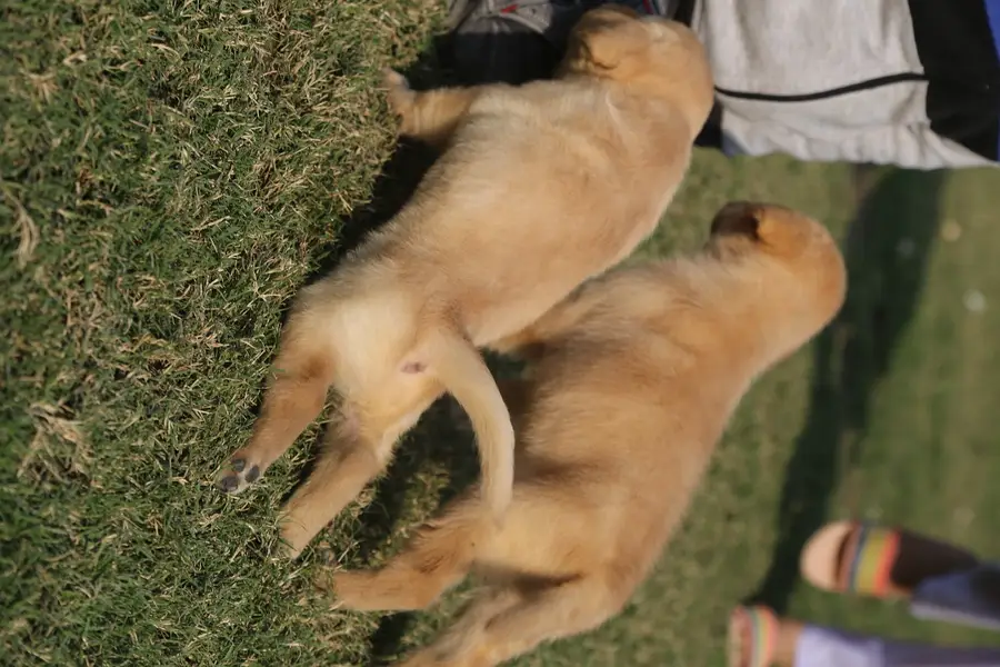 labrador female only  puppies imported bloodline — photo 6