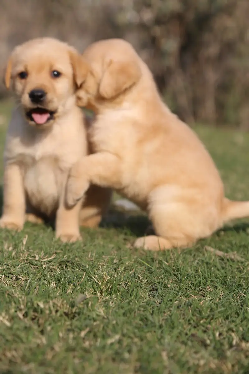 labrador female only  puppies imported bloodline — photo 7