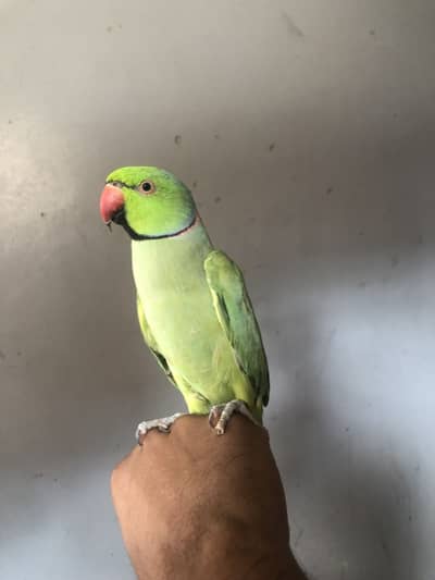 Green Ringneck Male