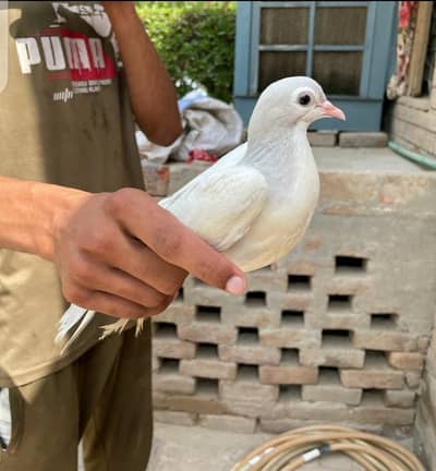 Jacobin chicks and 6 pigeons