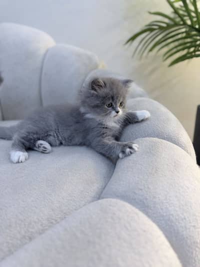 Grey and white kitten