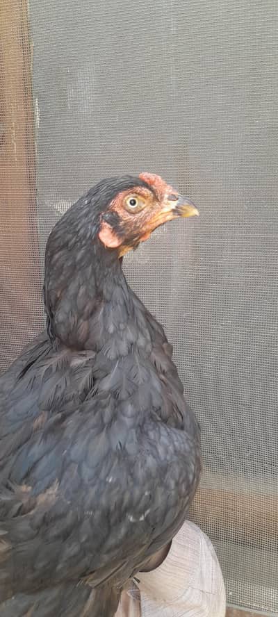 Mianwali madi For Sale