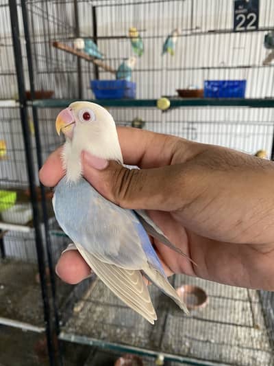 Lovebirds available for sale