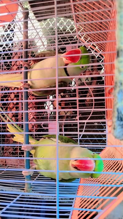 green parrot