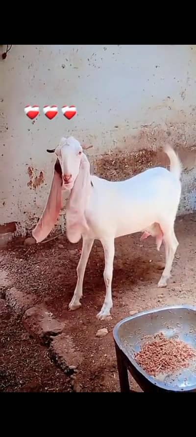 Gulabi bakrie tota face for sale