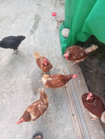 Lohman Brown Laying Hens