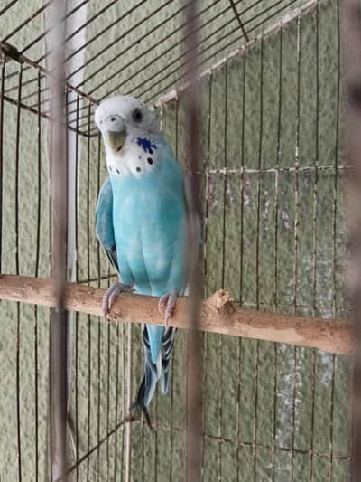 australian parrot
