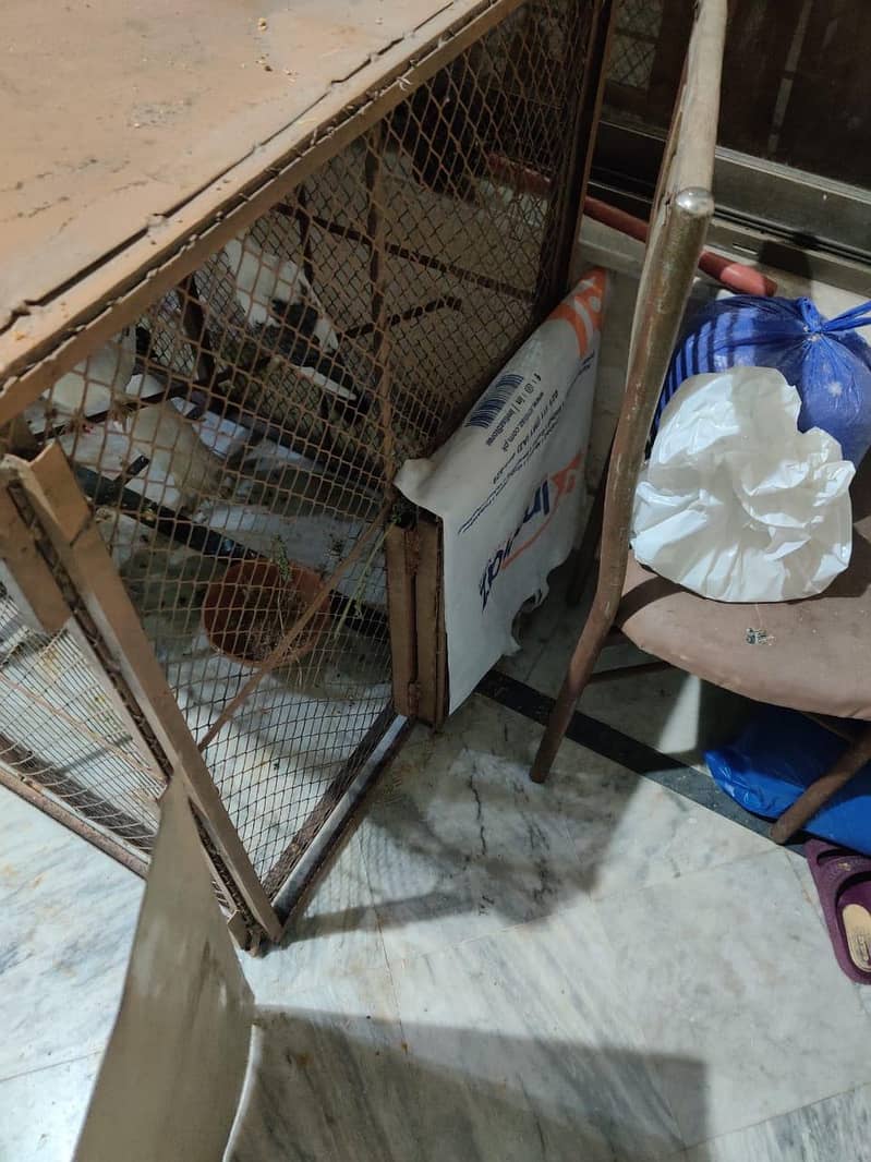 cages 0