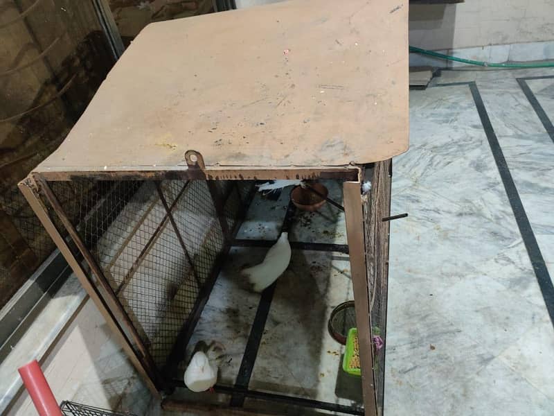 cages 4