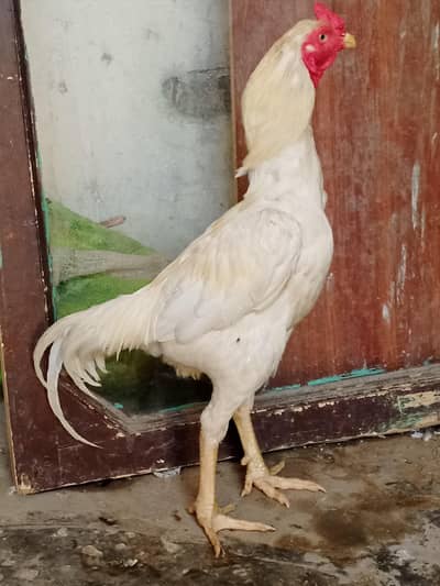 aseel pur Hera white murga03064784768