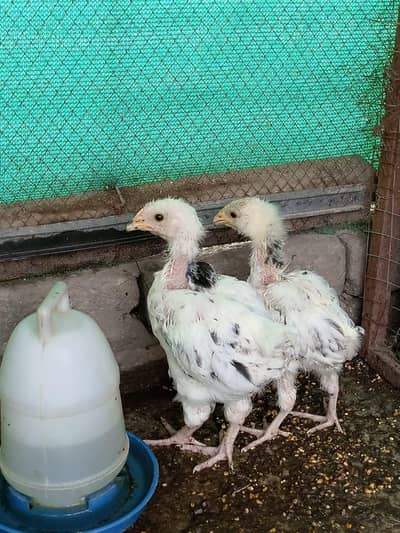 Suxxes chicks for sale