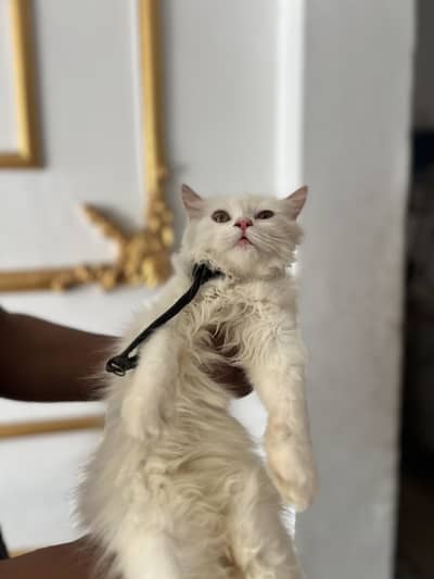 Persian cat
